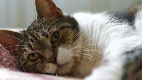 Cat relaxing on the sofa in 4k slow motion 60fps Stock Footage 98432185