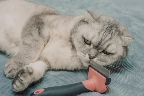 Cat relaxing on soft surface with grooming tool beside it during afternoon.   Stock-Fotos