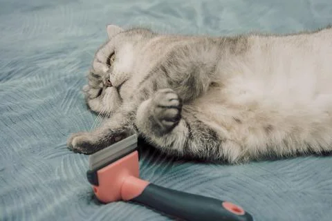 Cat relaxing on soft surface with grooming tool beside it during afternoon.   Stock Photos
