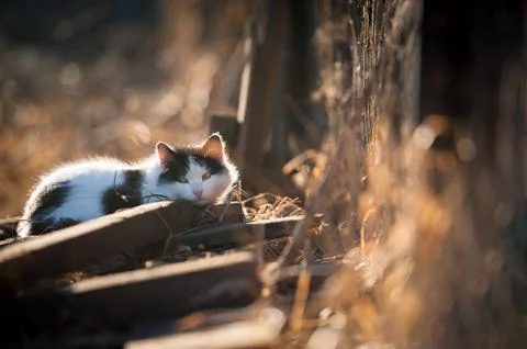 Cat relaxing on the sun Stock Photos
