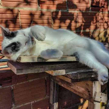 Cat relaxing in the sun Stock Photos