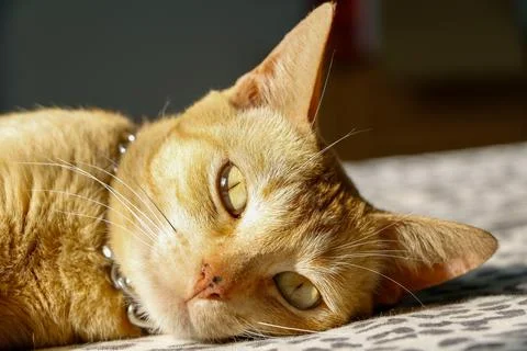 Cat relaxing in the sunlight Stock Photos