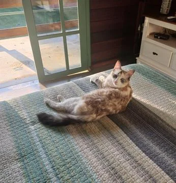Cat relaxing in the sunlight Stock Photos
