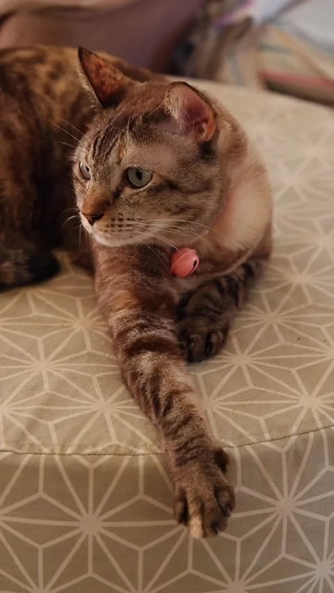 A cat relaxing vertical vdo footage 4K 스톡 동영상 289439880