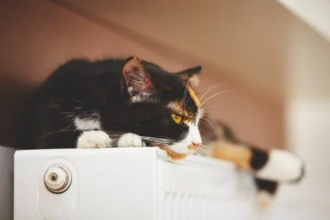Cat is relaxing on the warm radiator 写真素材