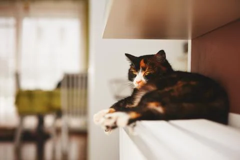 Cat is relaxing on the warm radiator Stock-Fotos