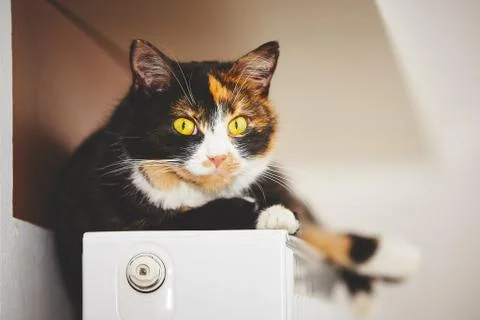 Cat is relaxing on the warm radiator Stock Photos