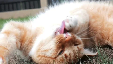 A Cat is Relaxing While Scratching Its Head Stock Footage 280312211