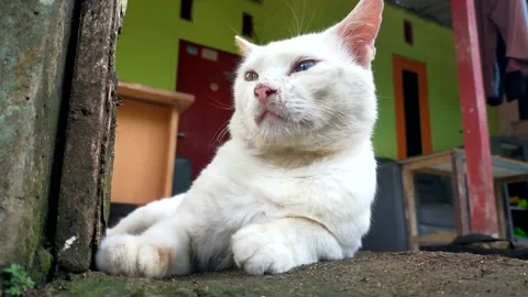 Cat relaxing in the yard Stock Footage 211016275