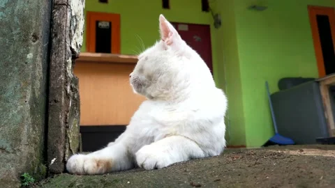 Cat relaxing in the yard Stock Footage 211016278