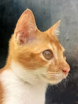 A cat remains alert. Stock Photos