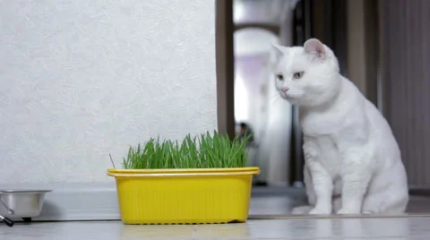 Cat requires food Video stock 40451702