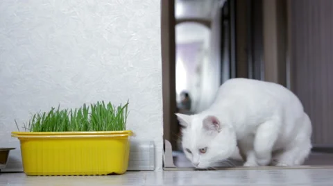 Cat requires food Stock Footage 40451728