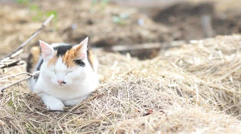 Cat rest on hay Stock Footage 24465604