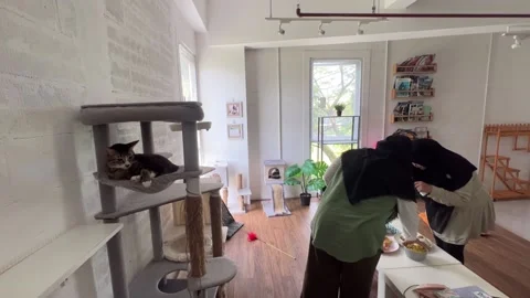 Cat Restaurant in Indonesia 動画素材 207480335