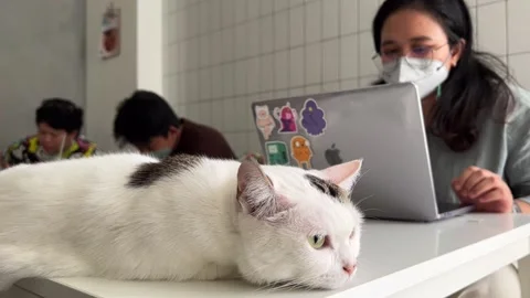 Cat Restaurant in Indonesia 動画素材 207480496