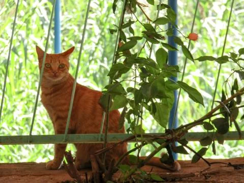 Cat in a restaurant 스톡 사진
