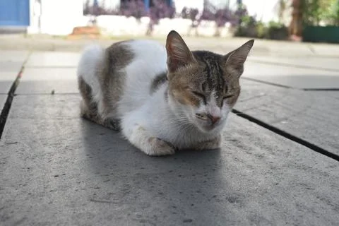 Cat in Resting 1 Foto stock