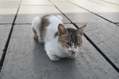 Cat in Resting 2 Foto stock