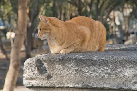 Cat resting on a ancient column in Ancient Agora Stock Photos