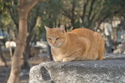 Cat resting on a ancient column in Ancient Agora Stock Photos