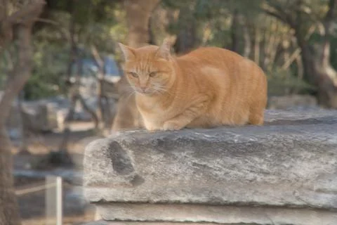 Cat resting on a ancient column in Ancient Agora Stock Photos