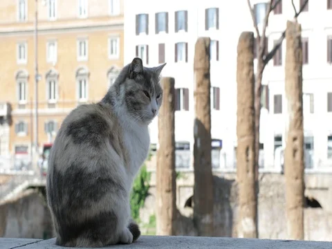 Cat resting in an ancient Roman square Stock Footage 74460175