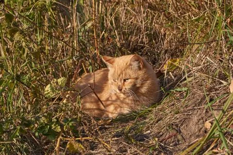 The cat is resting and basking in the rays of the autumn sun. Stock Photos