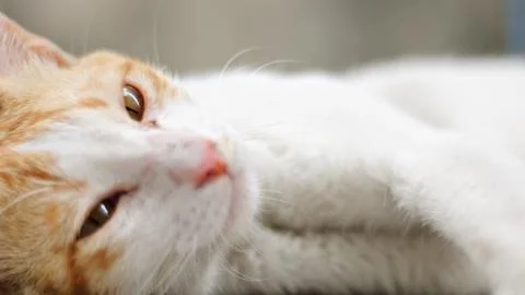Cat Resting and Lying Down Stock Photos