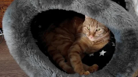 Cat resting and napping in his nest 動画素材 264163804