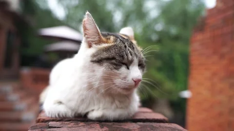 Cat resting and sleeping on the red brick wall Stock Footage 144544632