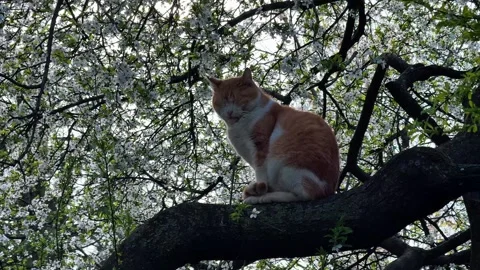 Cat resting and sleeping on tree branch in blooming spring tree Stock Footage 334075580