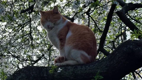 Cat resting and sleeping on tree branch in blooming spring tree, close-up Stock Footage 334075641