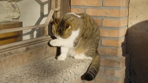 Cat resting and taking a nap on the window licking its fur Stock Footage 261809118