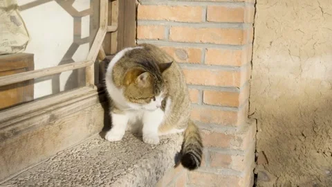 Cat resting and taking a nap on the window licking its fur Stock Footage 261809315