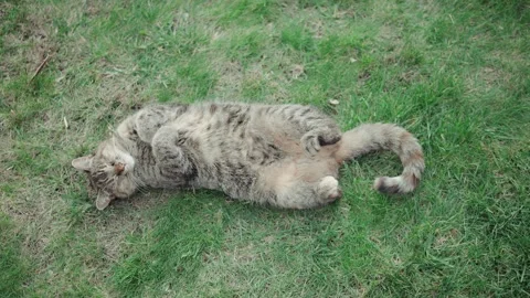 Cat resting on back on lawn Stock Footage 302828111