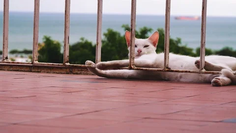 Cat Resting On The Balcony Stock Footage