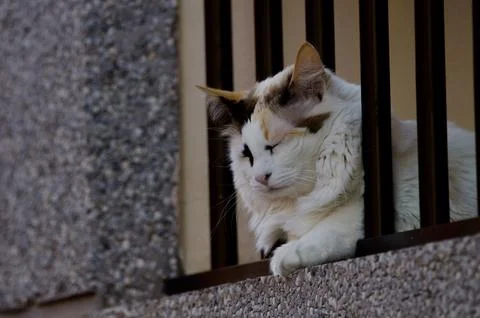 Cat resting on a balcony. Stock Photos