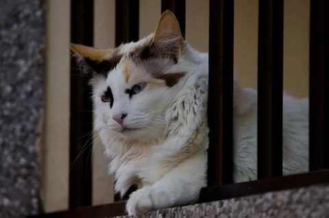 Cat resting on a balcony. Stock Photos