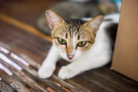 Cat resting on bamboo surface Stock Photos