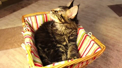 Cat resting in a basket Vidéo 62645694