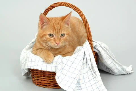 Cat resting in a basket Stock Photos