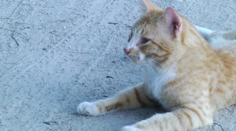 Cat resting on beach close up Stock Footage 33718063
