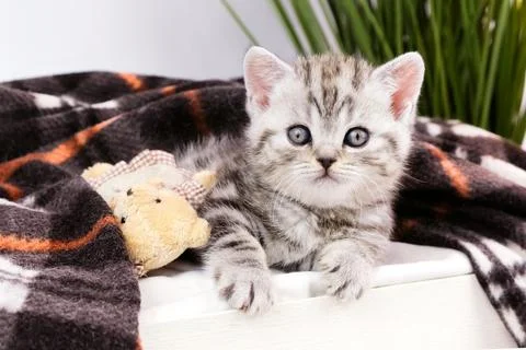 Cat is resting in bed in the evening. Cat is under the blanket. Foto stock