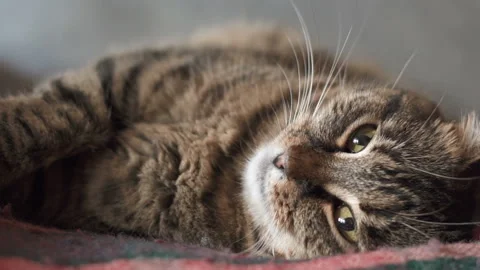 Cat resting on the bed Video stock 96682565