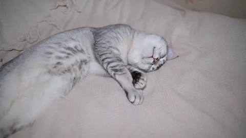 Cat resting on a bed in multiple comfortable positions. Vidéo 337101278