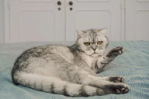 Cat resting on bed with  serious expression in cozy indoor setting during day Stock Photos
