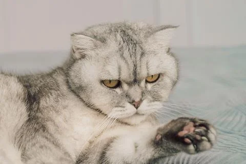 Cat resting on bed with  serious expression in cozy indoor setting during day Foto stock