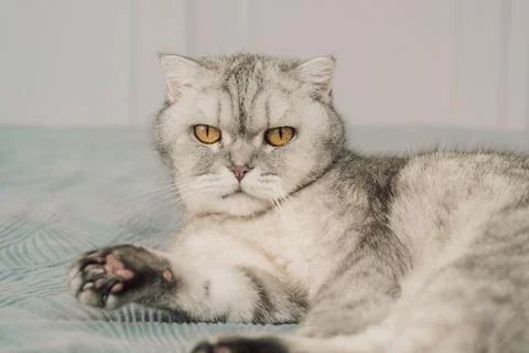 Cat resting on bed with  serious expression in cozy indoor setting during day Stock-Fotos