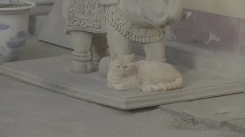 Cat Resting Beside Carved Stone Lion in China 4K Stock Footage 346201963